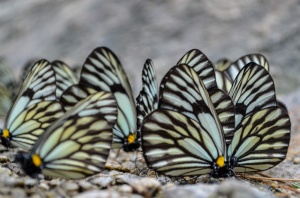 The butterfly sabha!